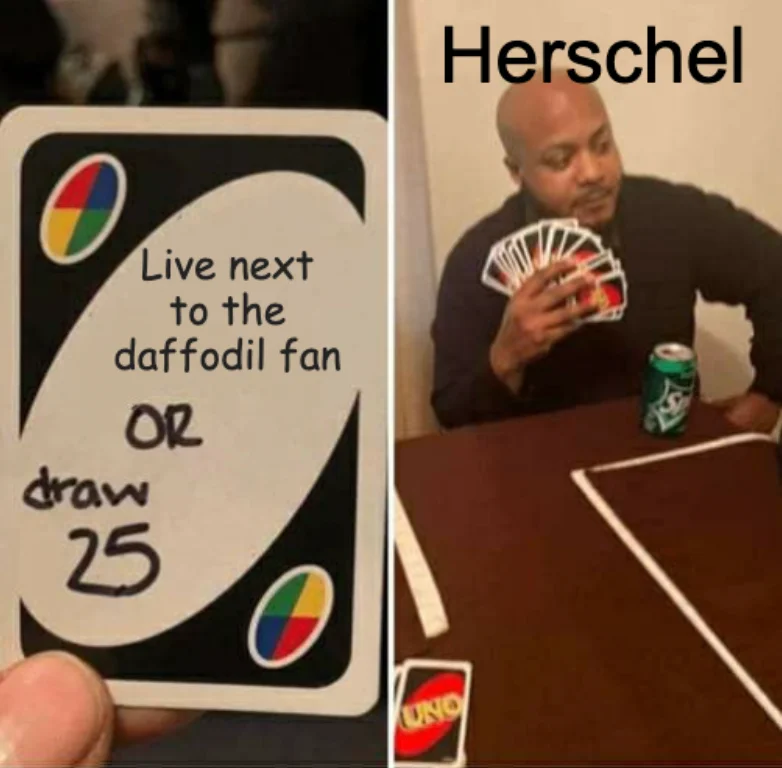 Draw 25 meme: The Uno card says “Live next to the daffodil fan OR draw 25”. The person in the second panel is labelled “Herschel”.
